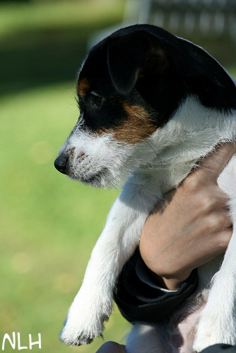 100926_milo 4 kk.jpg - Milo 4 kk